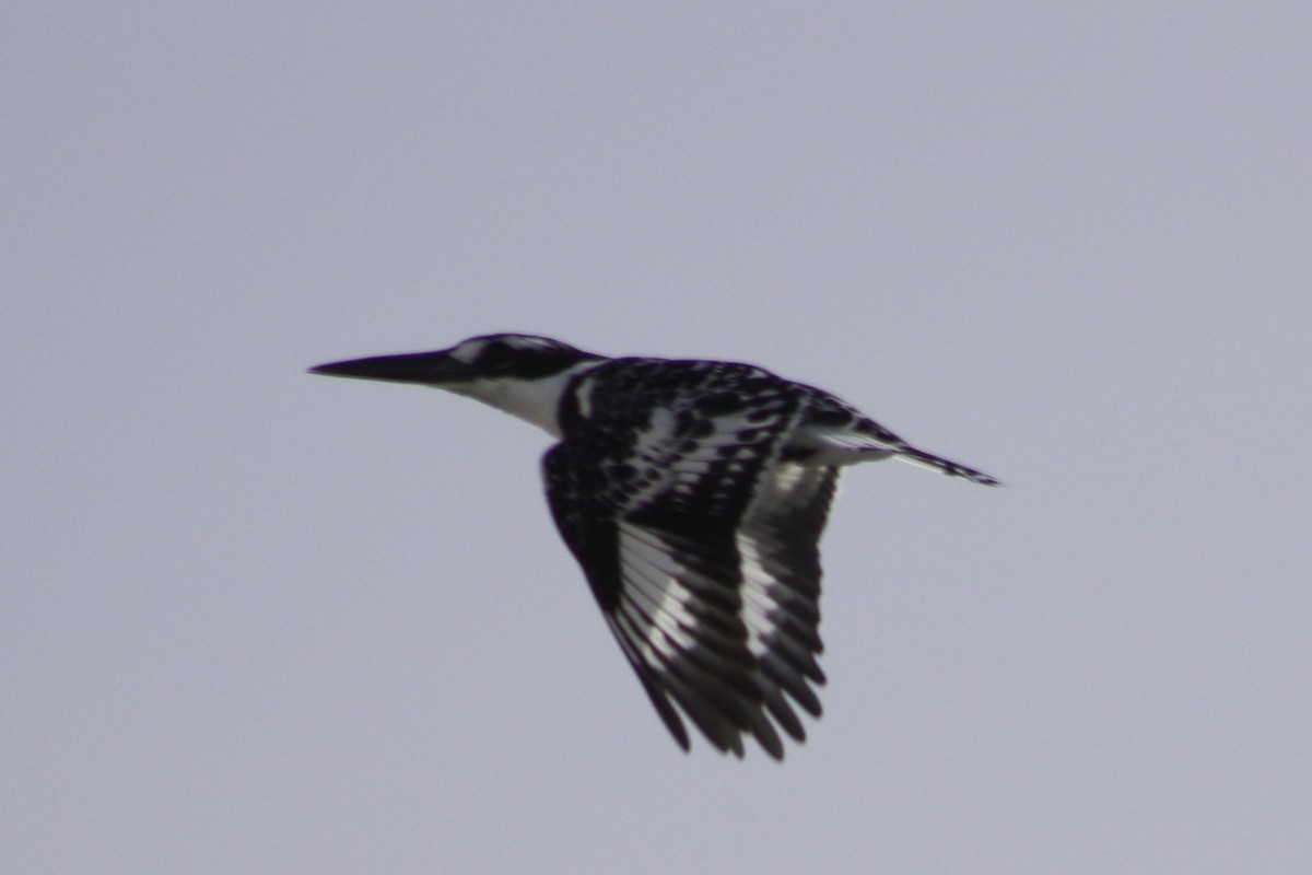 Pied Kingfisher - ML467368891