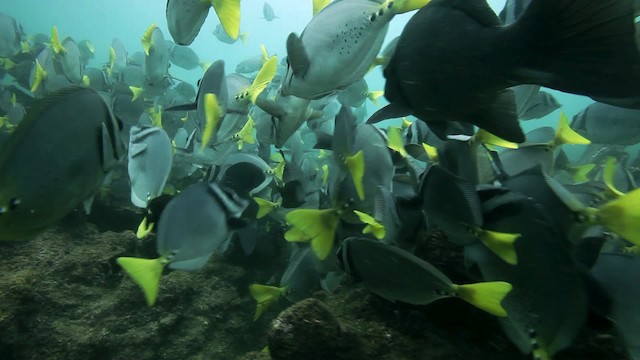 Razor Surgeonfish - ML467369