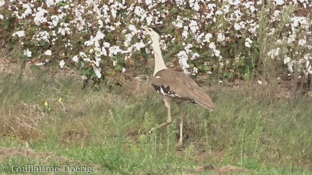 Australian Bustard - ML467369021