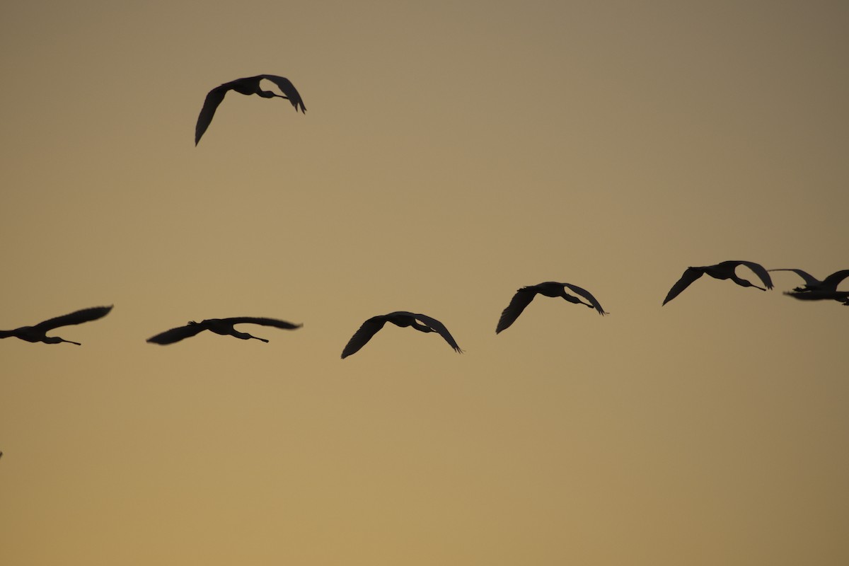 Eurasian Spoonbill - ML467369531