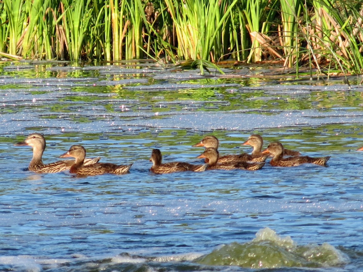 Canard colvert - ML467369621