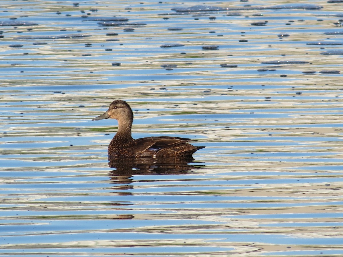 アメリカガモ - ML467369711