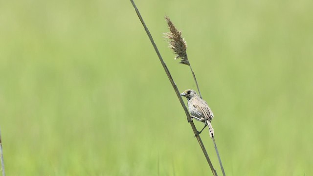 Seaside Sparrow - ML467370521