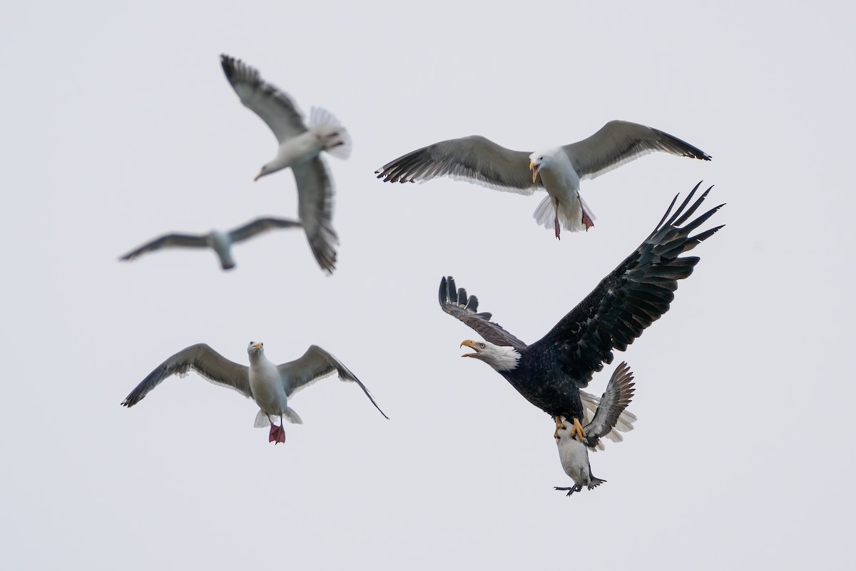 Bald Eagle - ML467371931