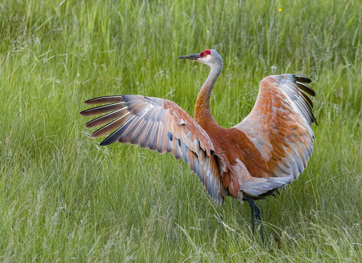 Sandhill Crane - Calvin S