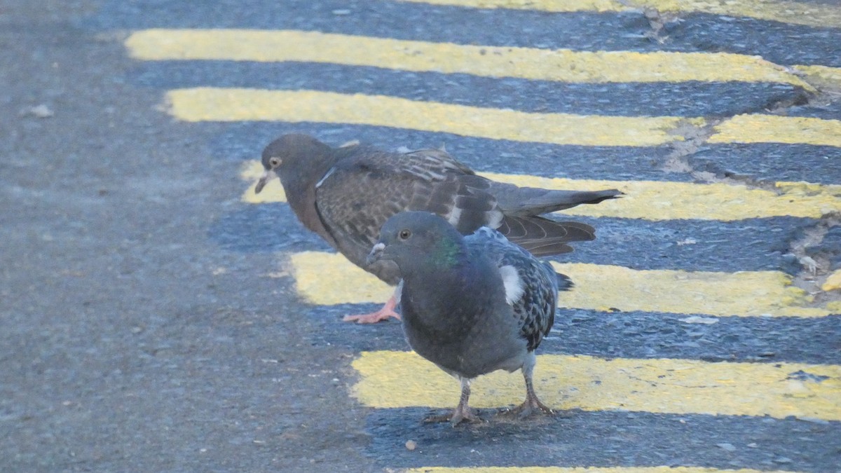 Rock Pigeon (Feral Pigeon) - ML467373881