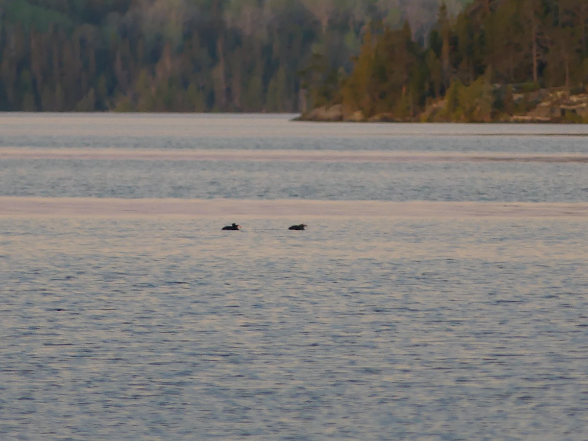 Surf Scoter - ML467374511