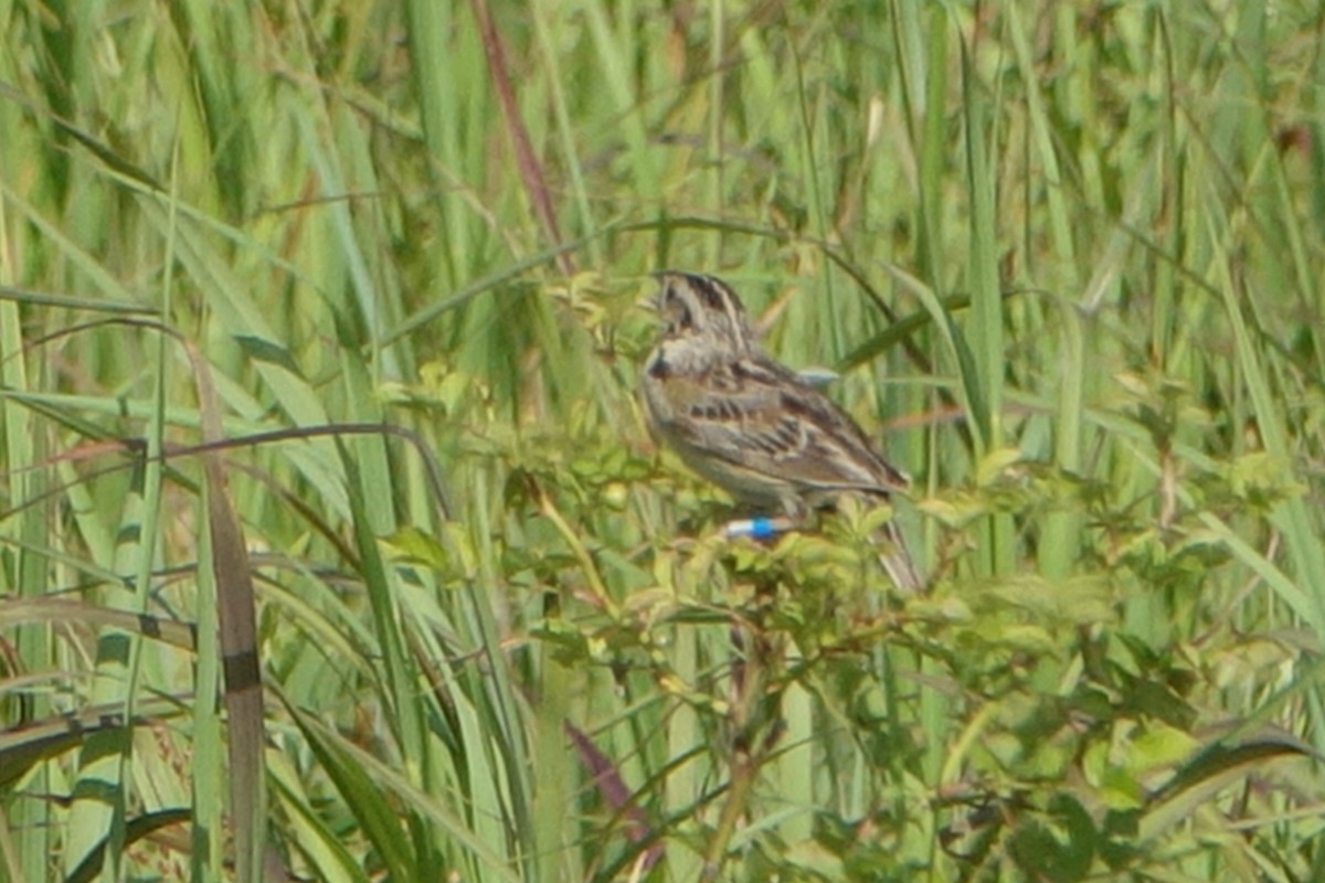 Grasshopper Sparrow - ML467375261