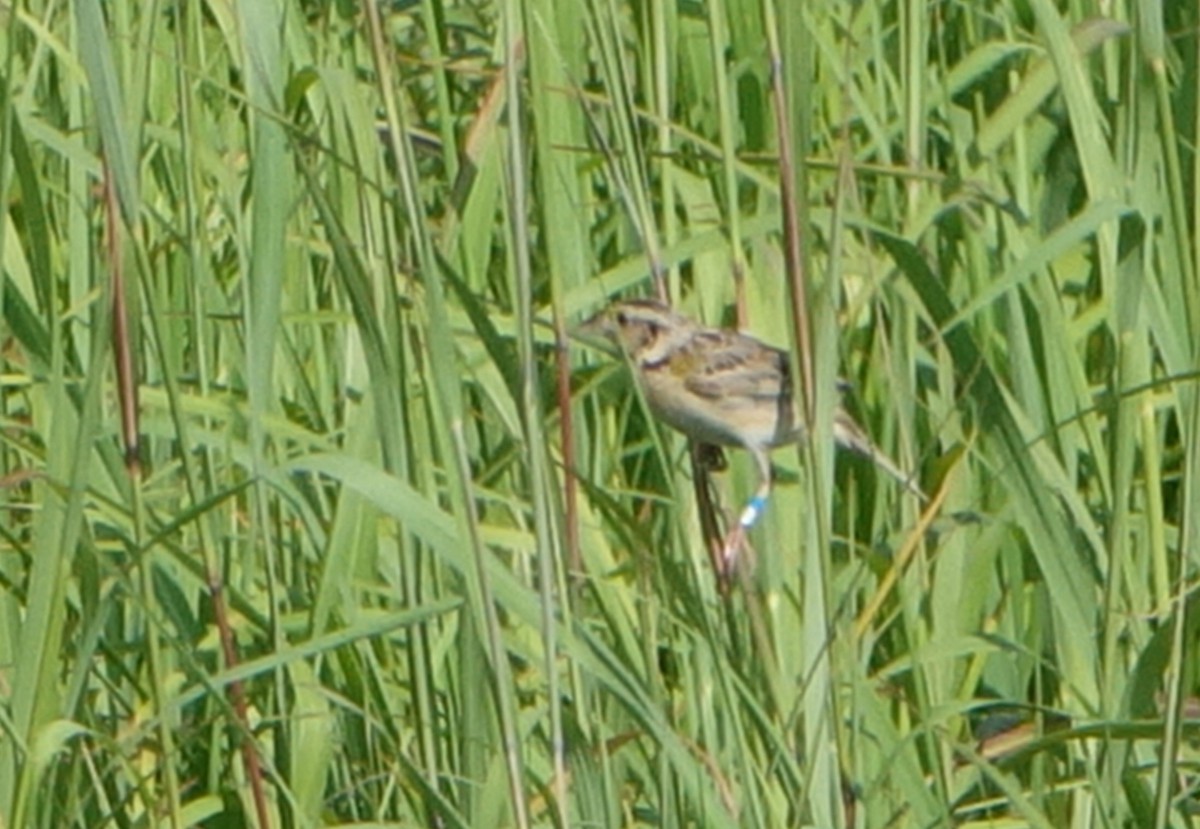 Grasshopper Sparrow - ML467375281