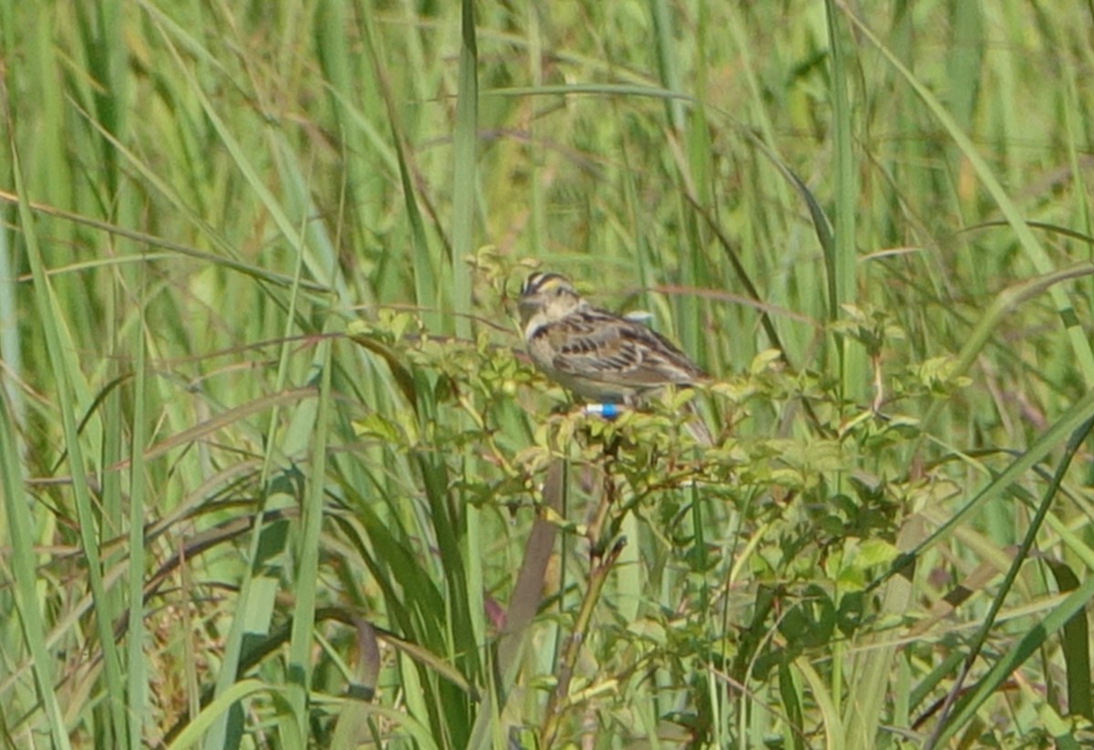 Grasshopper Sparrow - ML467375291