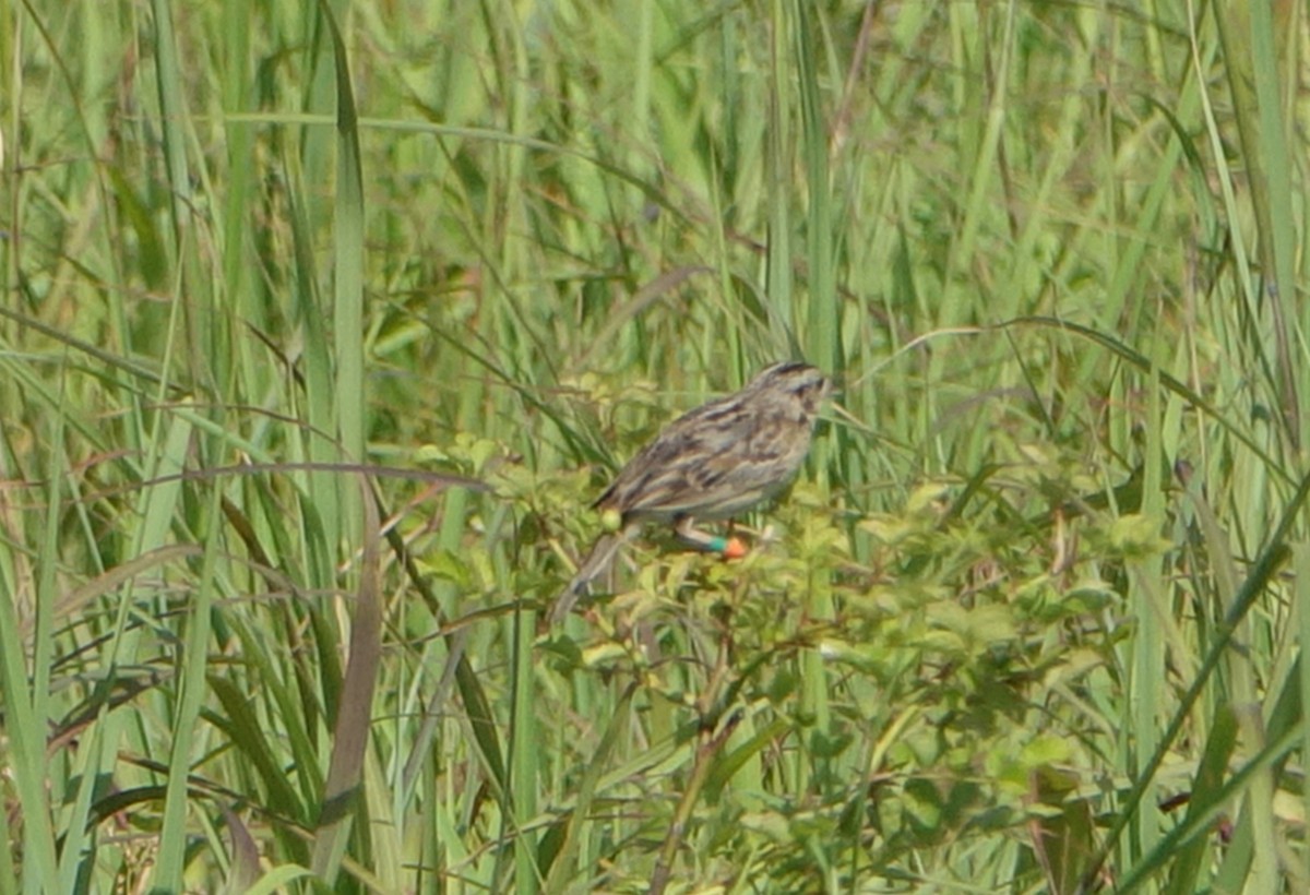 Grasshopper Sparrow - ML467375311