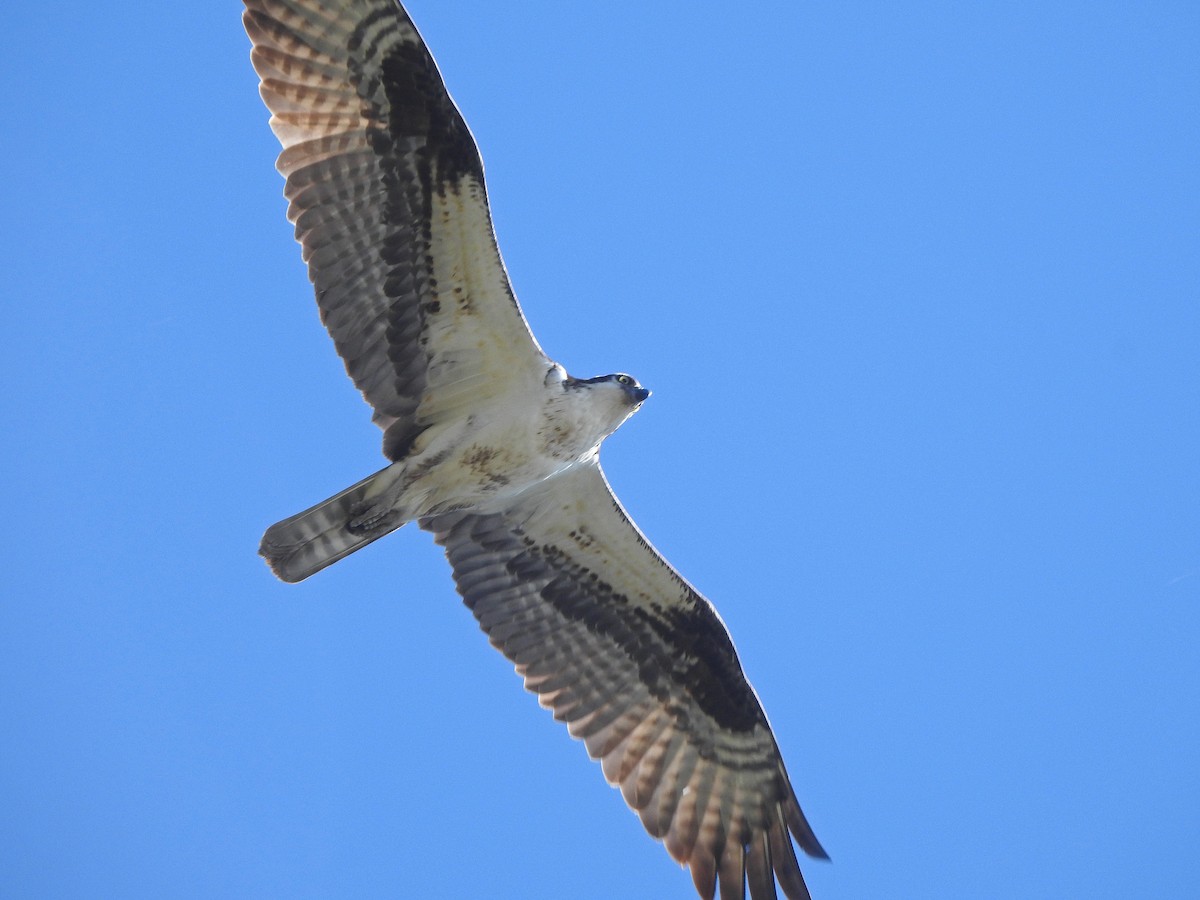 Osprey - Susan Weinstein