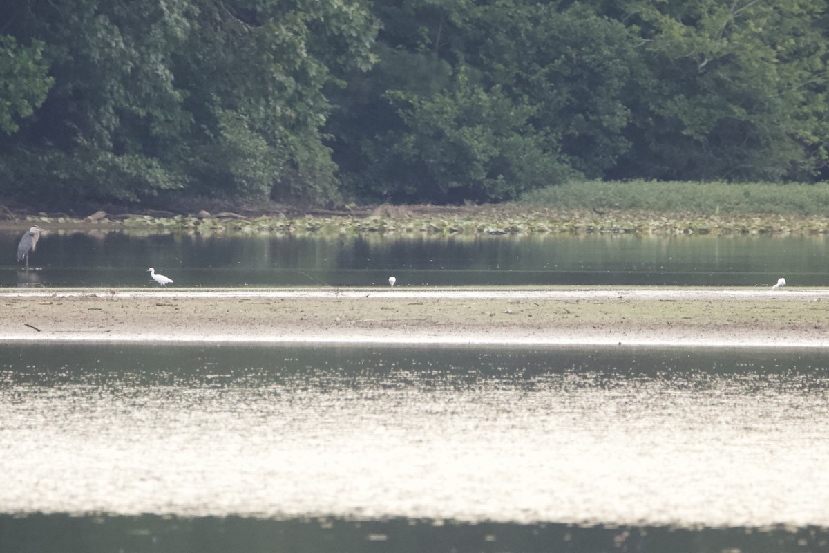 Little Blue Heron - ML467378761