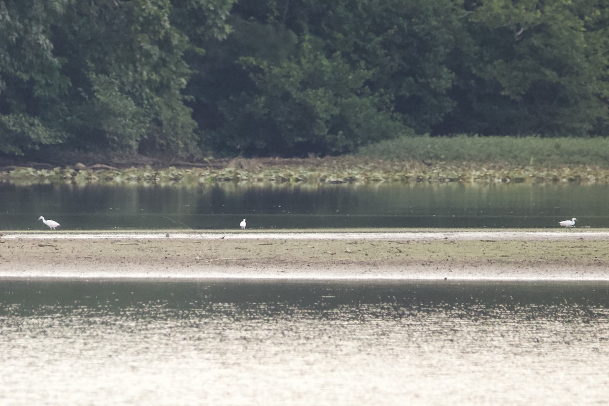 Little Blue Heron - ML467378771