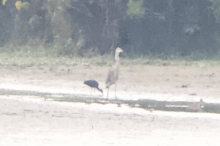 Glossy Ibis - ML467378781