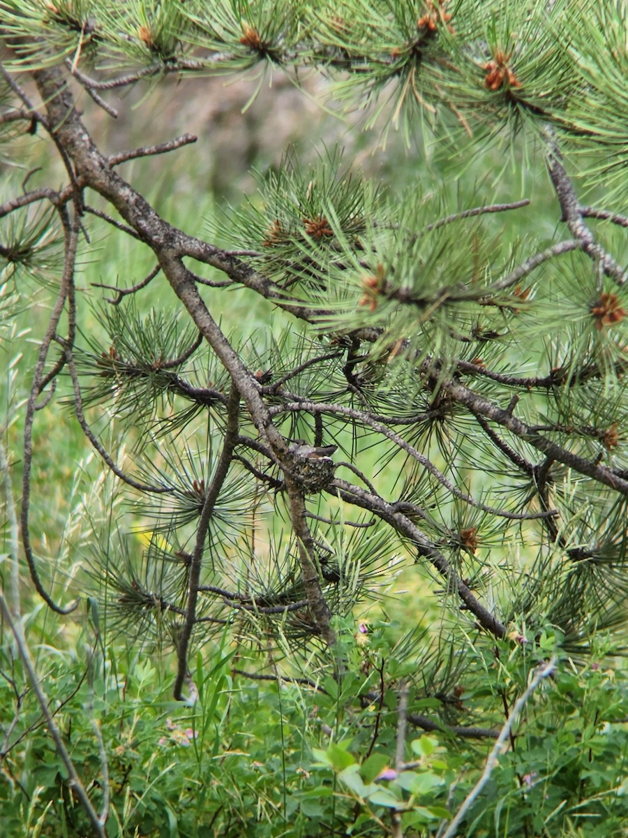 Broad-tailed Hummingbird - ML467378931