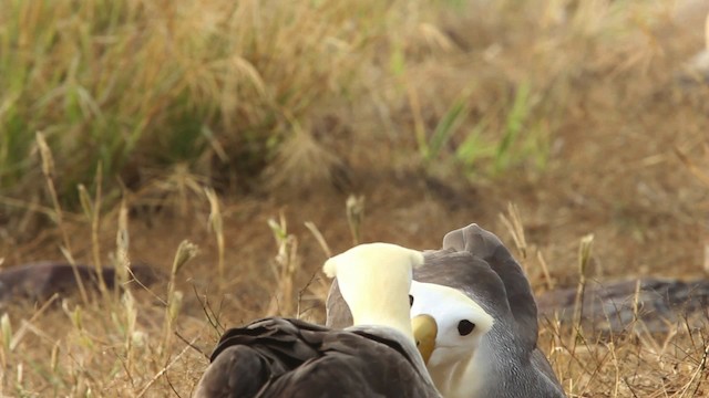 Waved Albatross - ML467379