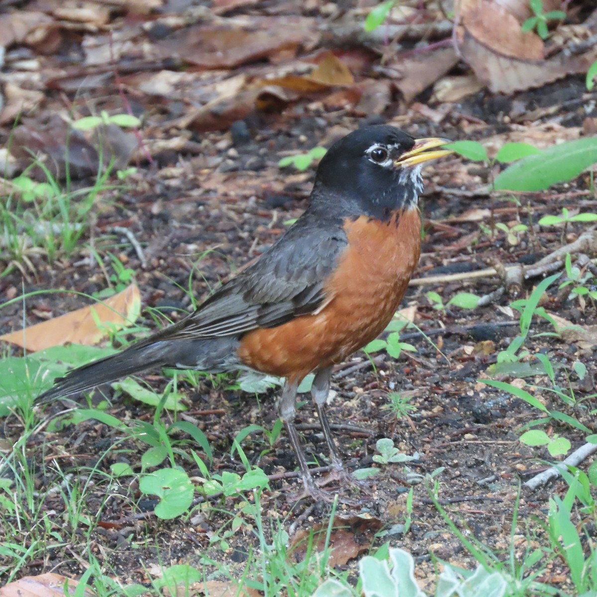 American Robin - Ezra H