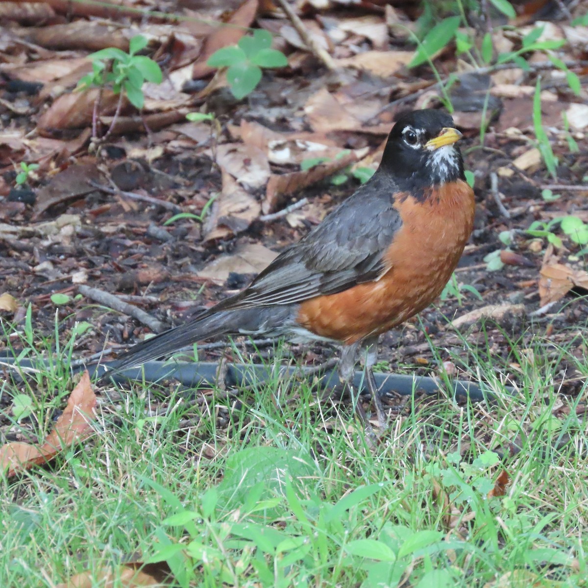 American Robin - ML467379951