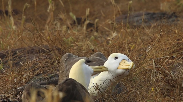 Waved Albatross - ML467380