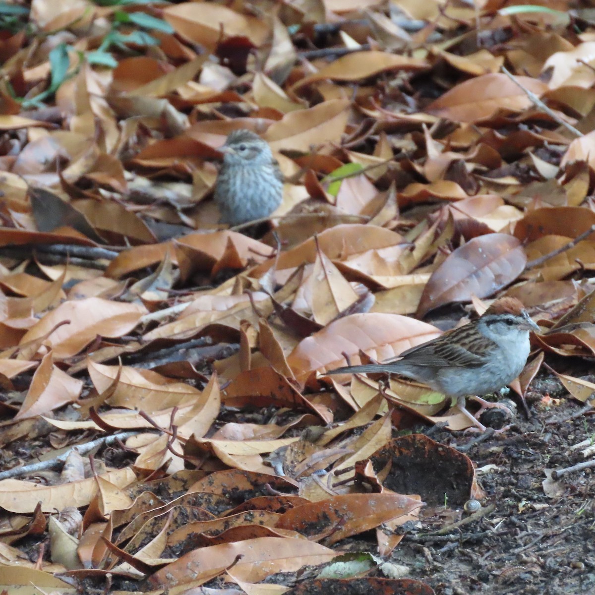 Chipping Sparrow - Ezra H