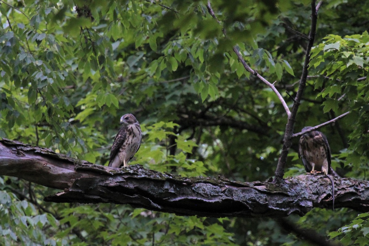 Broad-winged Hawk - Johnny Kube