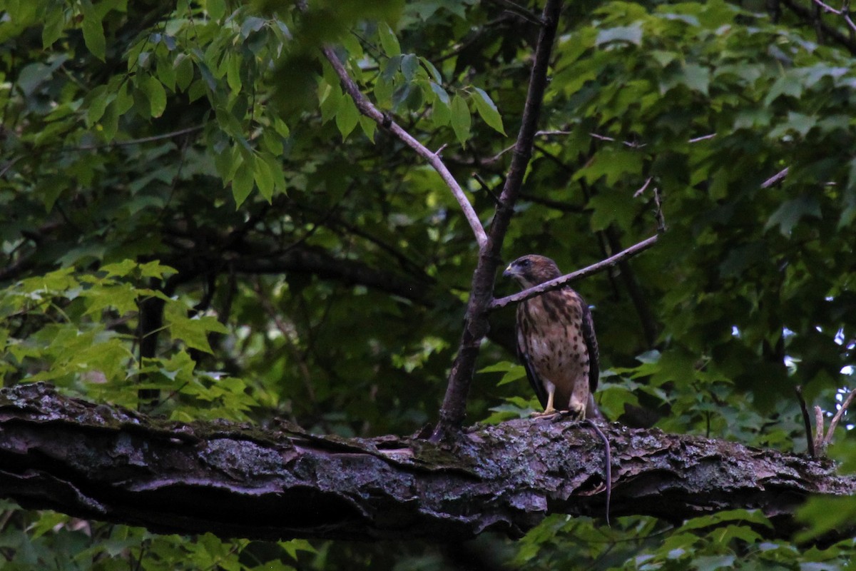 Broad-winged Hawk - ML467380281