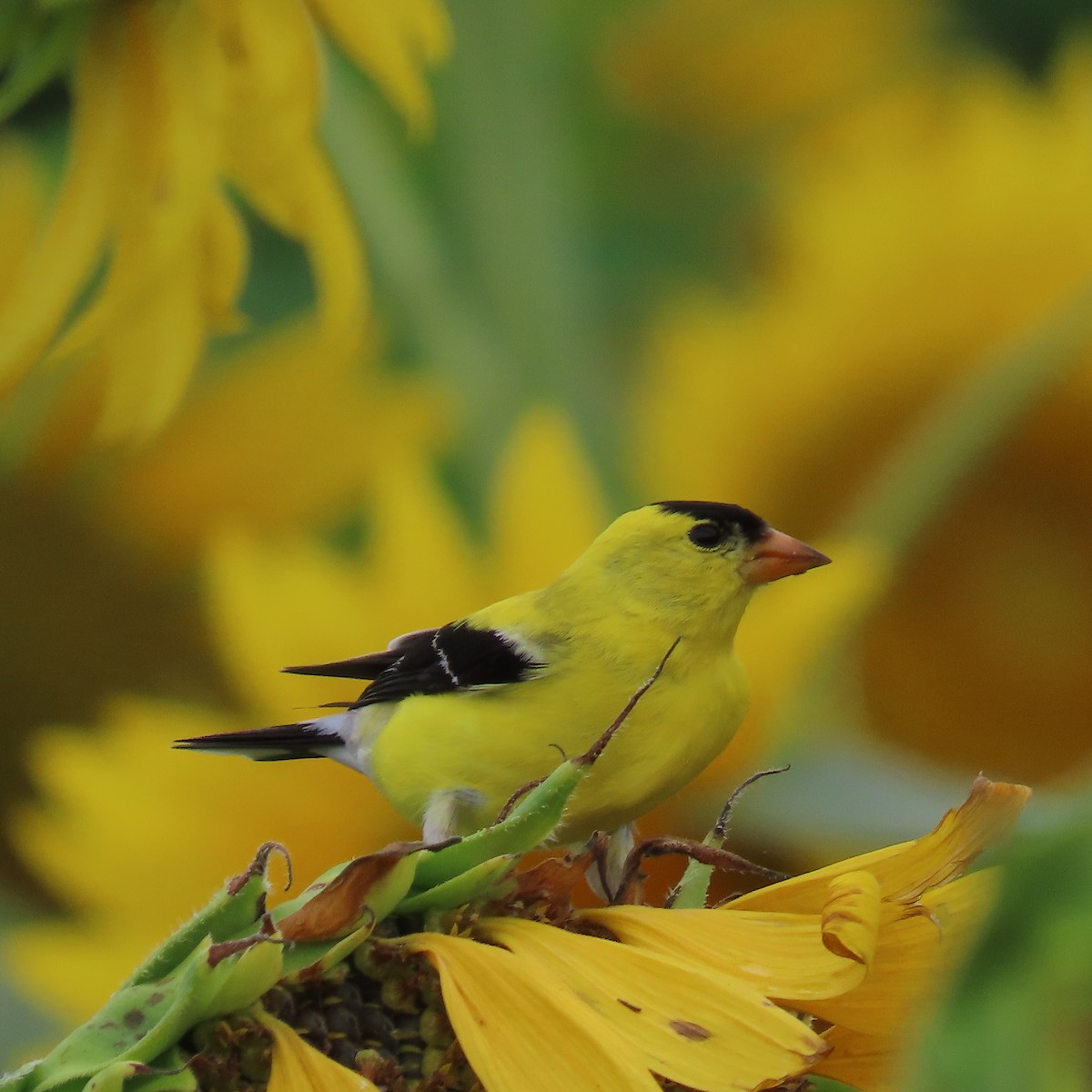 American Goldfinch - Ezra H