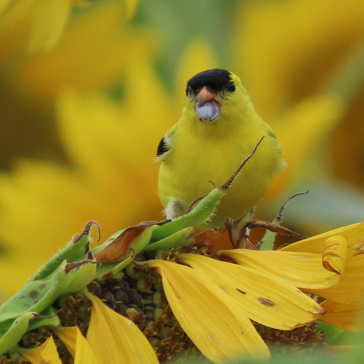 American Goldfinch - Ezra H