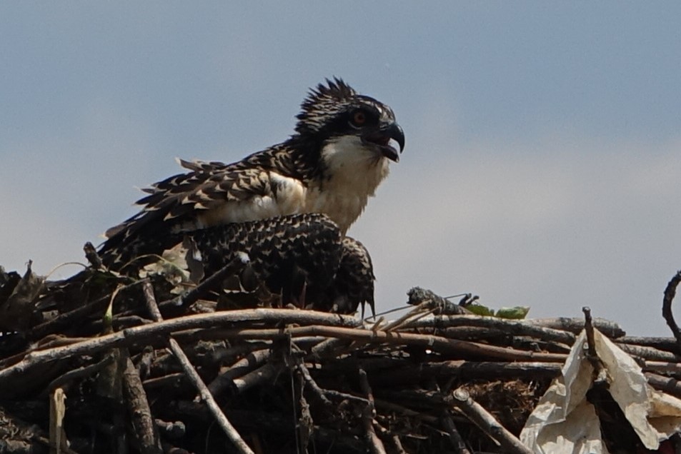 Osprey - ML467381181