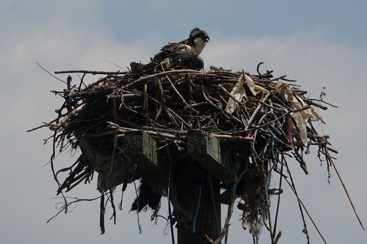 Osprey - Adelia Honeywood