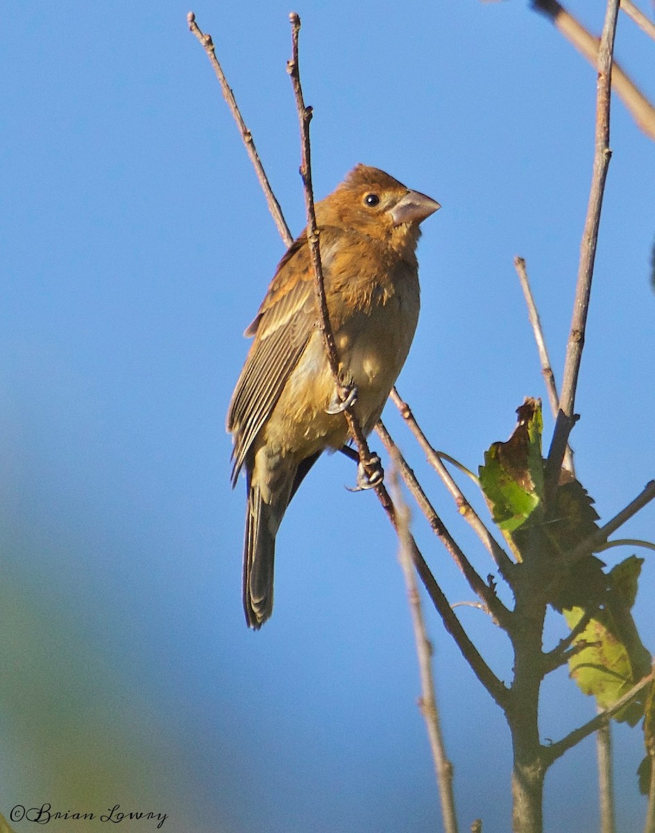 Blue Grosbeak - ML46738141