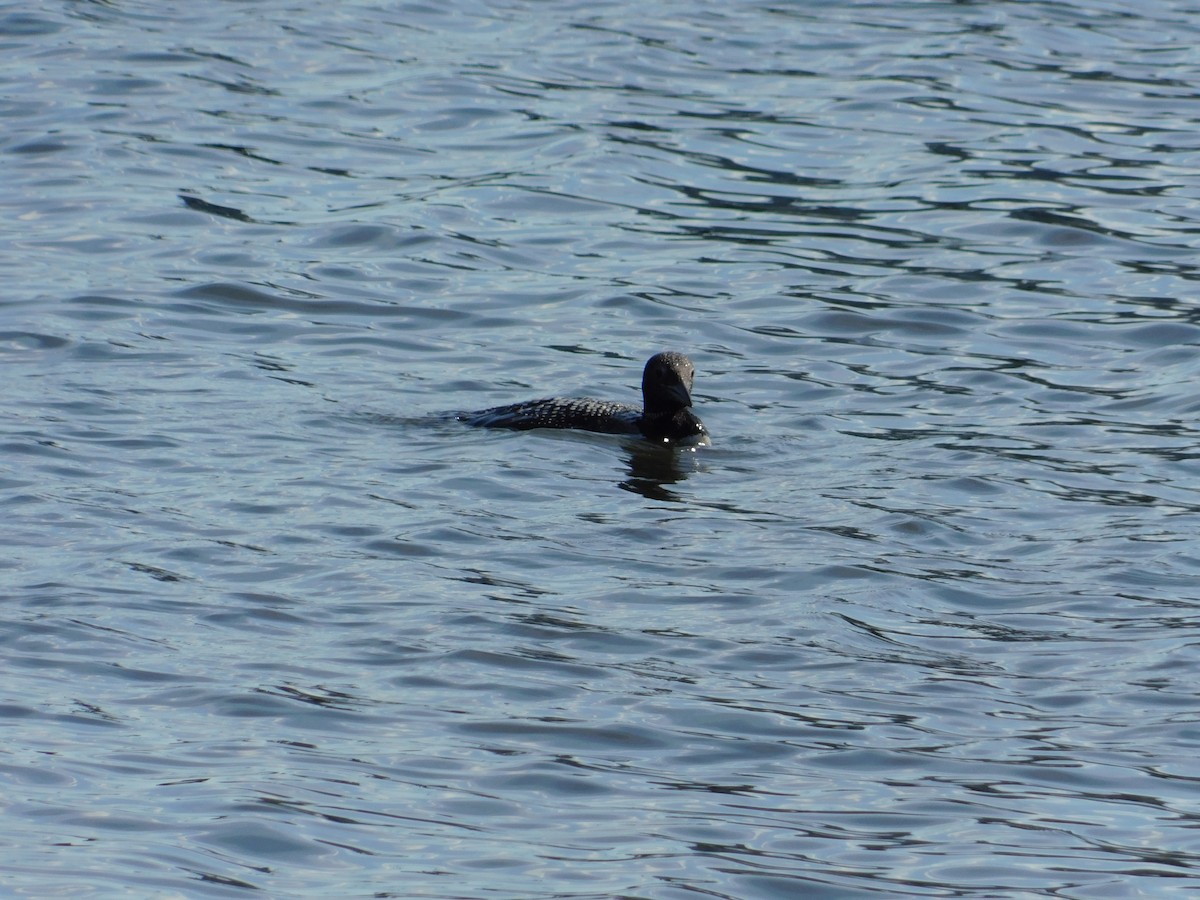 Common Loon - ML467381471