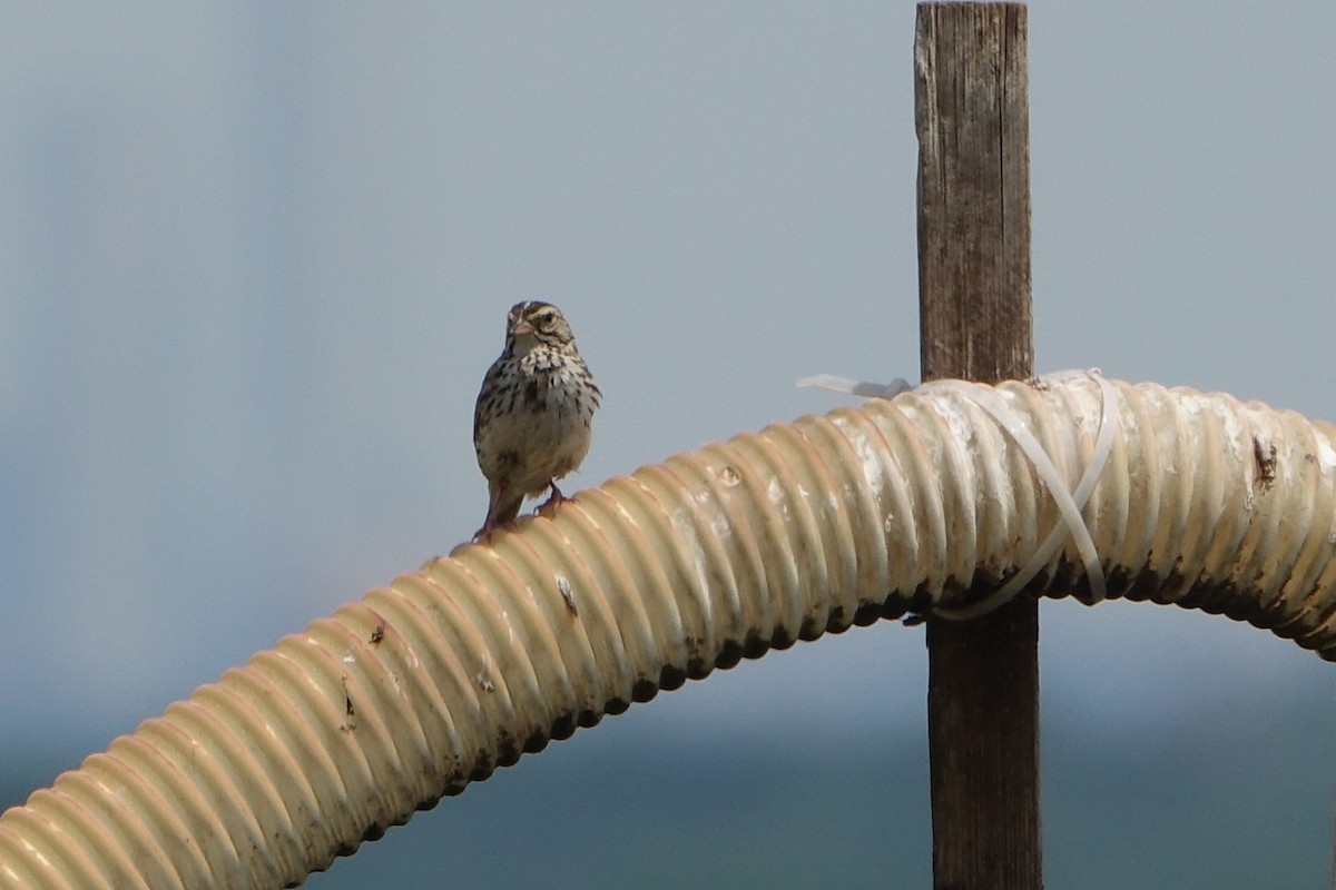 Savannah Sparrow - Adelia Honeywood