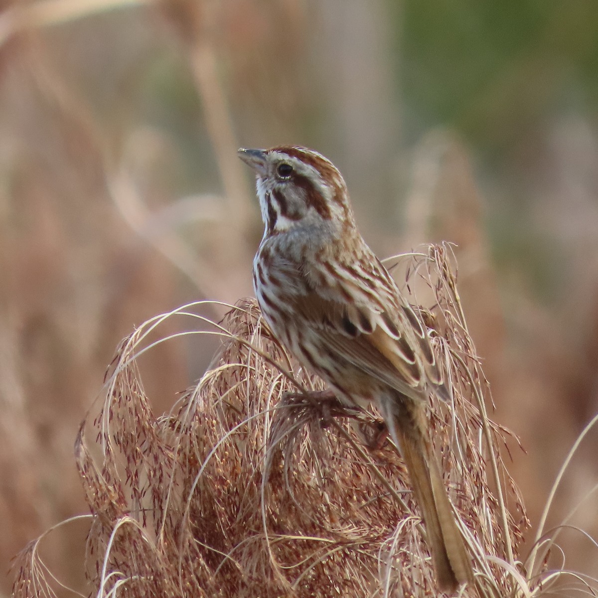Song Sparrow - ML467381991