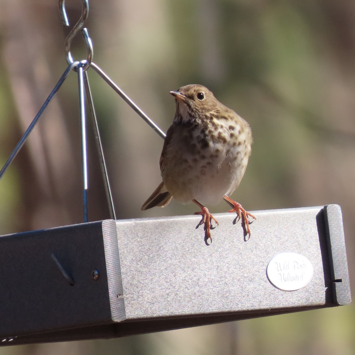 Hermit Thrush - ML467382221
