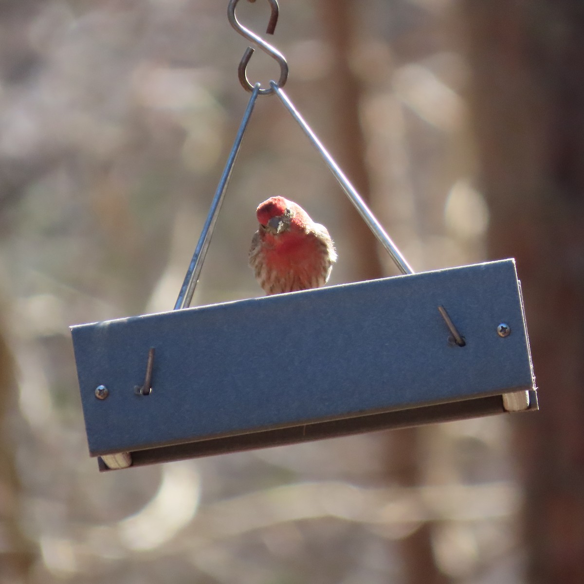 House Finch - ML467382241
