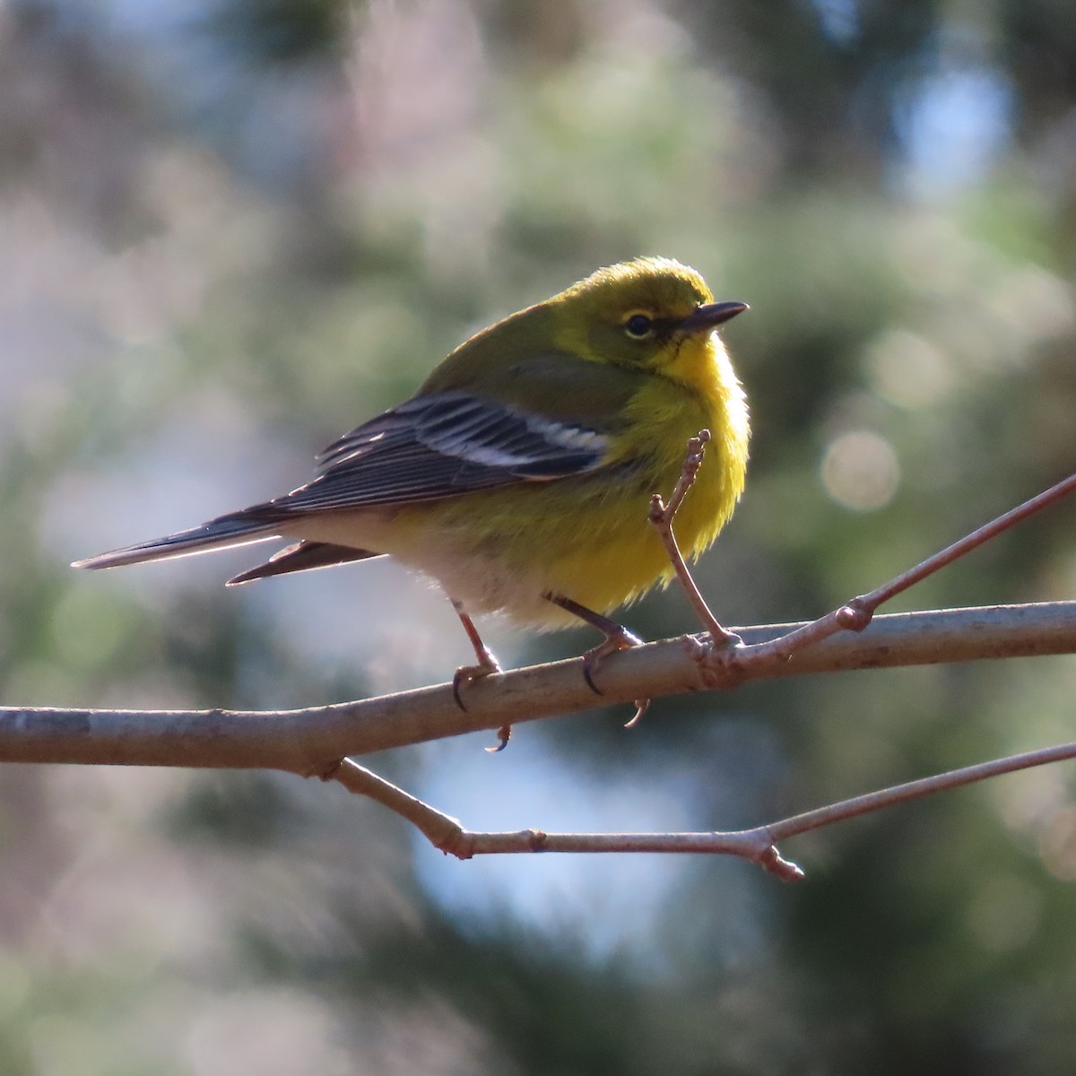 Pine Warbler - ML467382281