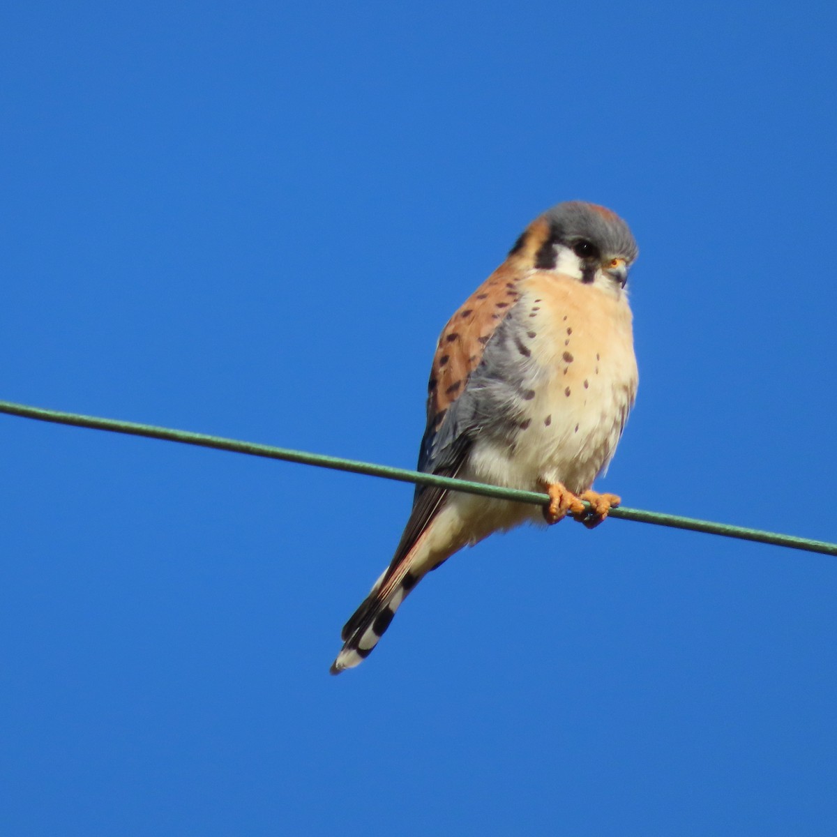 American Kestrel - ML467382621