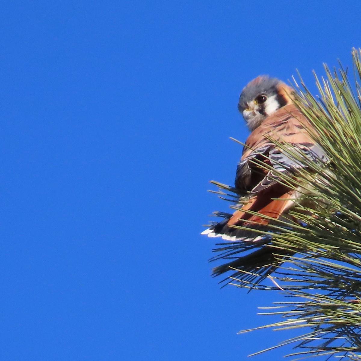 American Kestrel - ML467382641