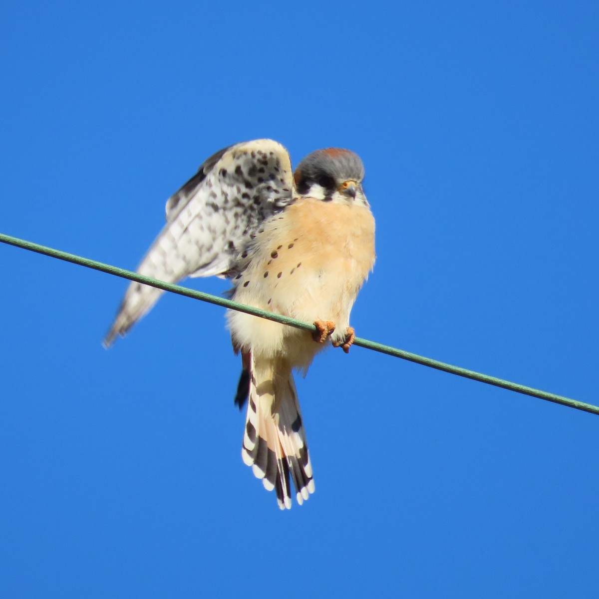 American Kestrel - ML467382681