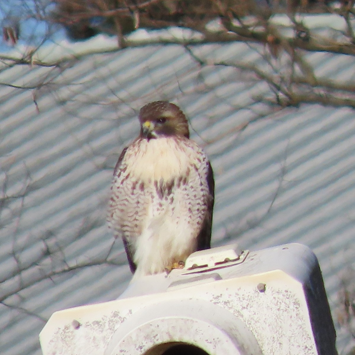 Red-tailed Hawk - ML467382781
