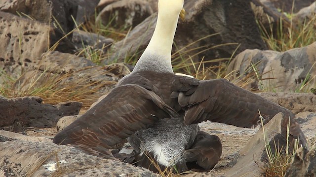 Waved Albatross - ML467383