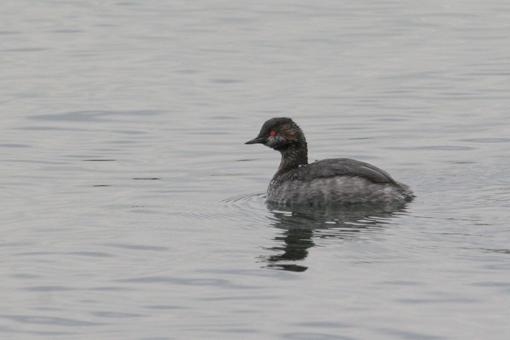 Eared Grebe - ML46738421