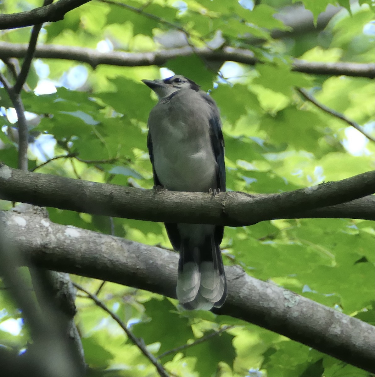 Blue Jay - Nancy Houlihan