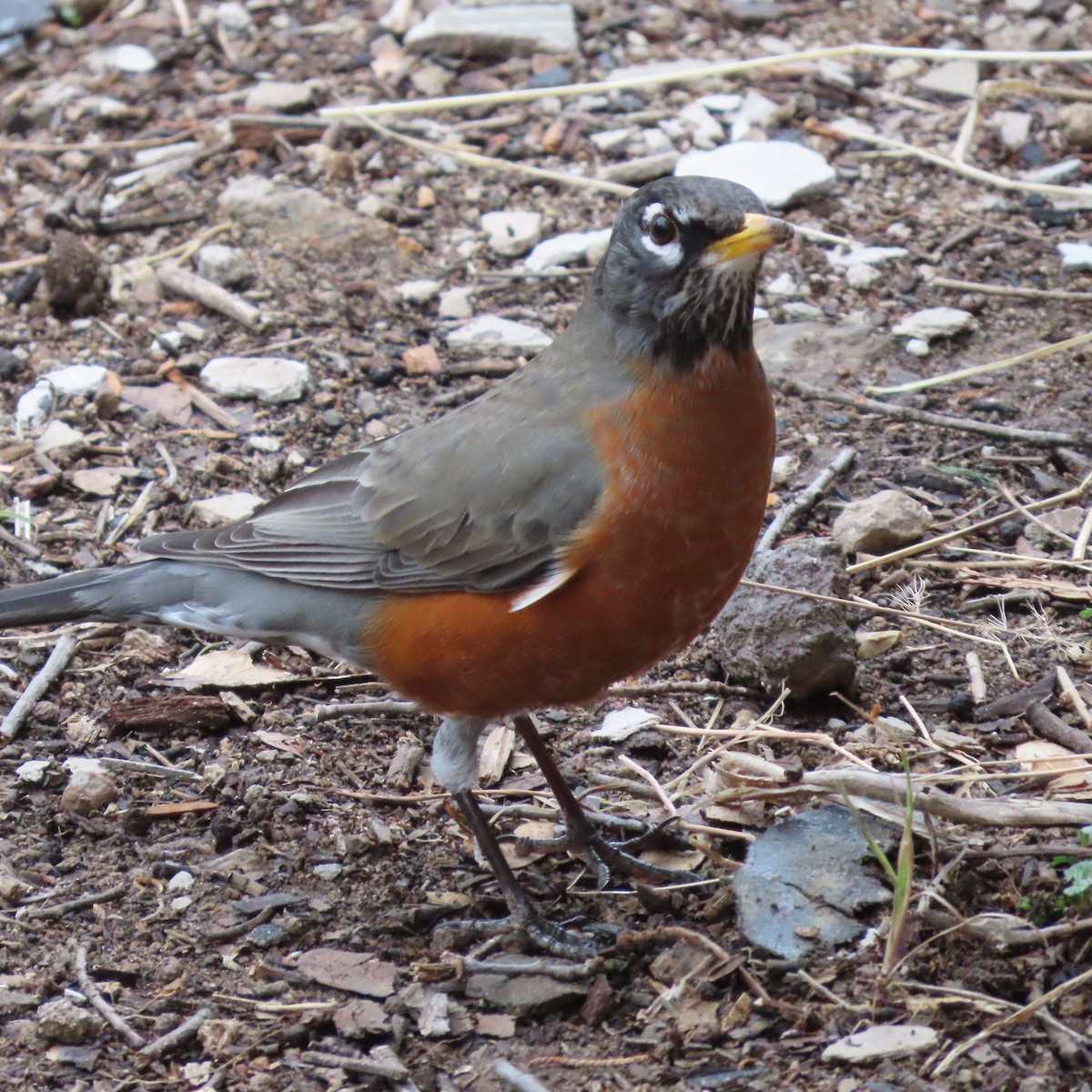 American Robin - ML467384691