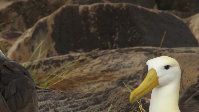 Waved Albatross - ML467385