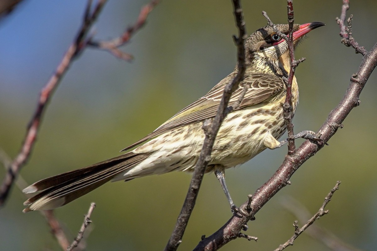 Spiny-cheeked Honeyeater - ML467385671