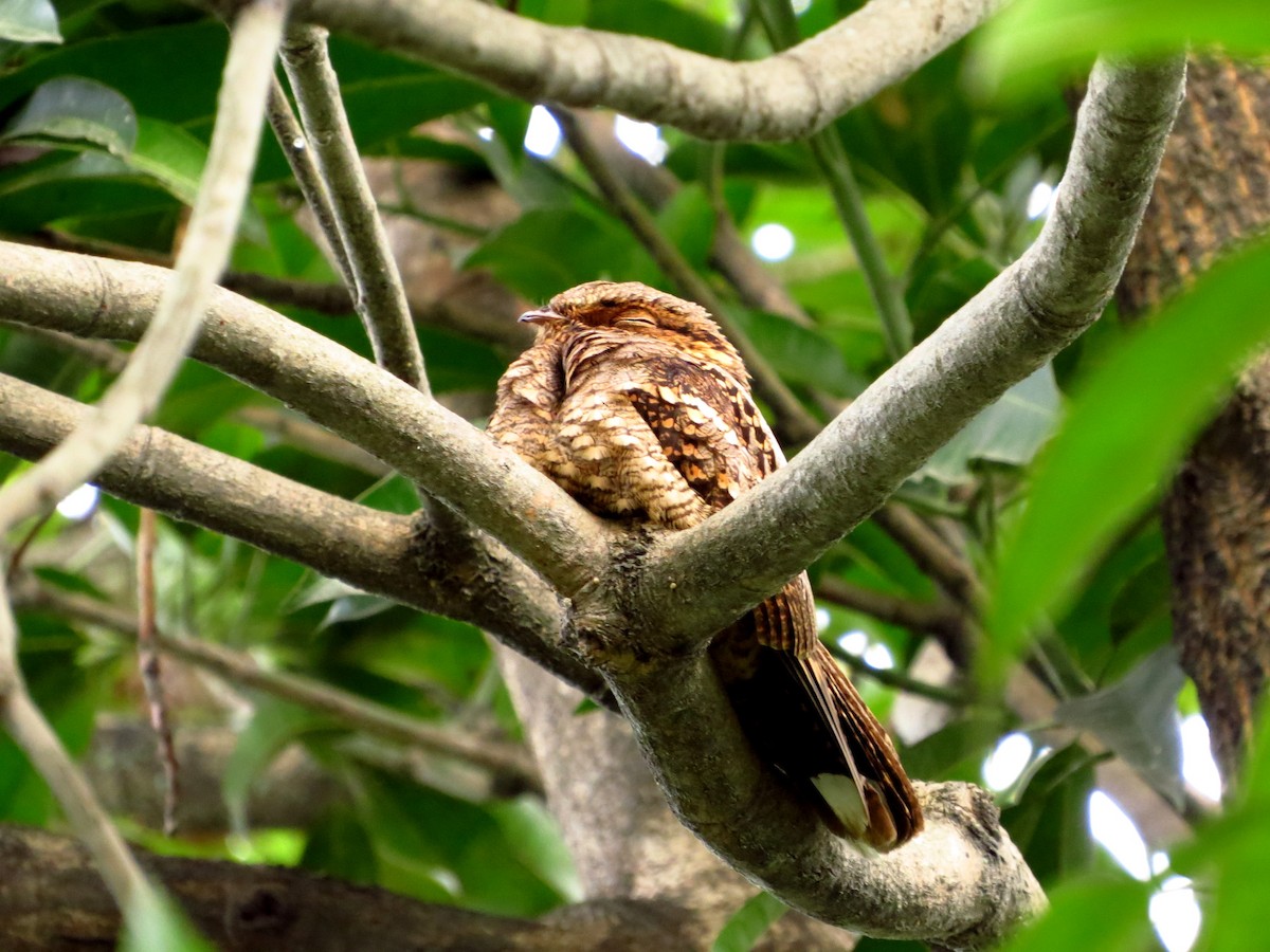 Philippine Nightjar - ML46738571