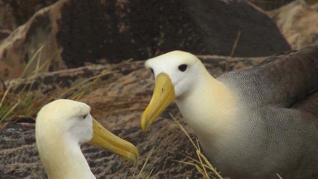 Waved Albatross - ML467386